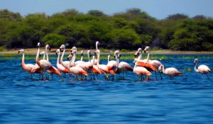estuario de virralá