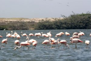 estuario de virrilá