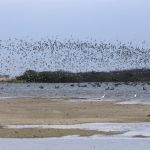 estuario-virillaperú