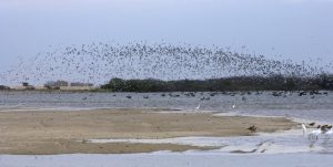 estuario de virrilá