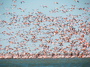 estuario de virrilá
