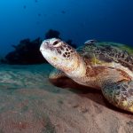 green-sea-turtle-tortuga-verde-2