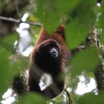 mono-choro-peru-biodiversidad-animales-2