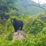 OSO DE ANTEOJOS