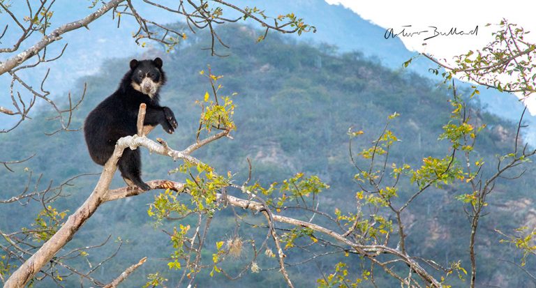 Reserva de Chaparri: visita el área que protege a la pava aliblanca y al oso de anteojos en Lambayeque