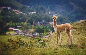 atractivos turísticos de Cajamarca