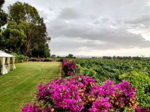 viñedos de ica