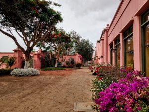 viñedos de ica