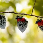 Mariposario Zhaveta Yard, La Merced – viaja en bus