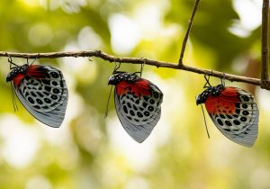 Mariposario Zhaveta Yard, La Merced - viaja en bus