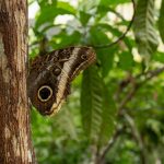 Mariposario Zhaveta Yard, La Merced – viaja en bus