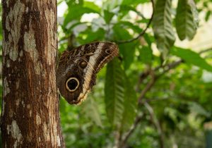 Mariposario Zhaveta Yard, La Merced - viaja en bus