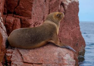Islas Ballestas, Paracas - Pasajes en bus