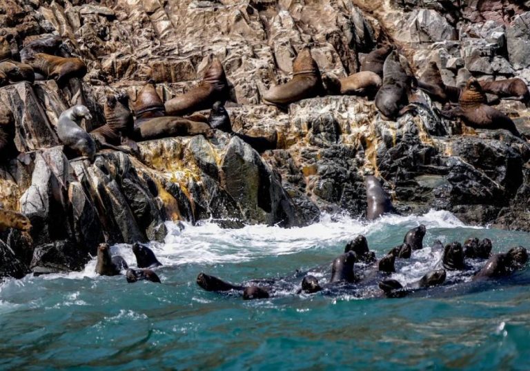 Las Loberas: Encuentro cercano con la fauna marina de Chimbote