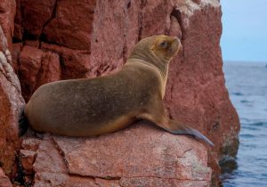 Islas Ballestas, Paracas, Ica