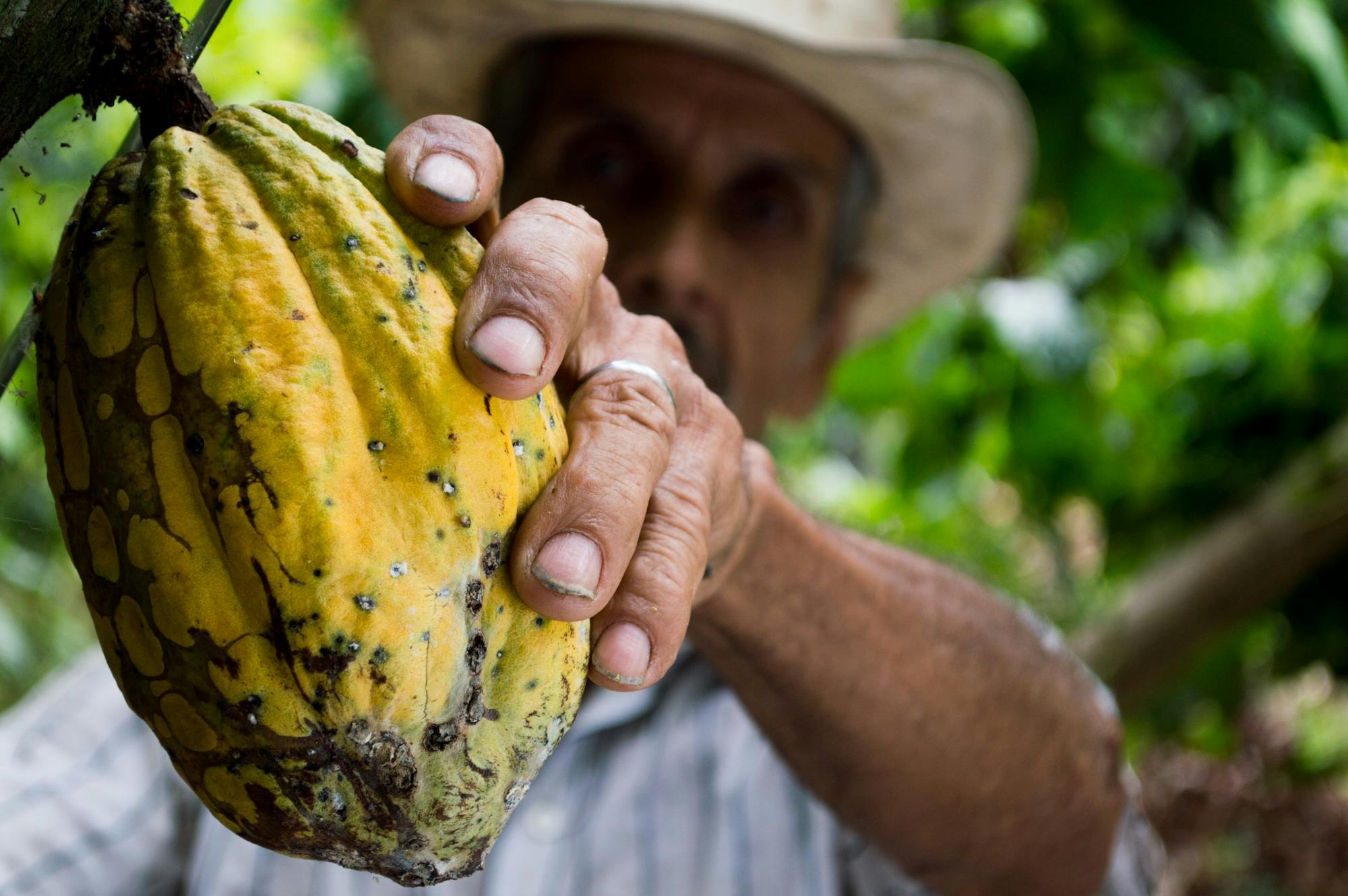 Día del Cacao y Chocolate Peruano: Un homenaje a la dulzura nacional en Tarapoto