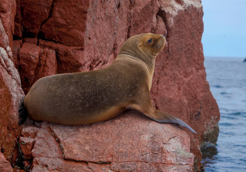 Reserva Nacional de Paracas, Ica, Perú - Viaja en bus